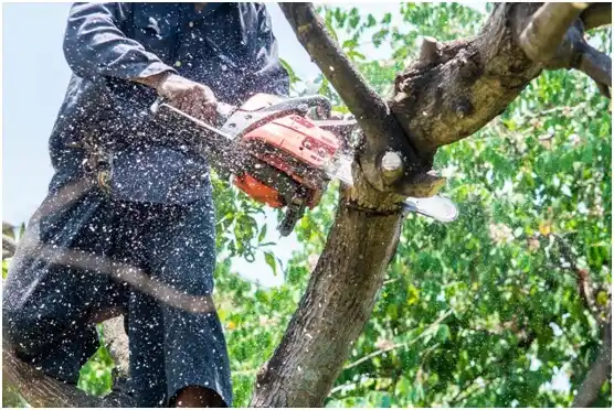 tree services Jefferson